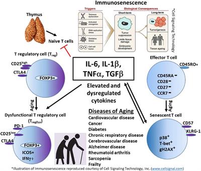 Inflammation, Immune Senescence, and Dysregulated Immune Regulation in the Elderly